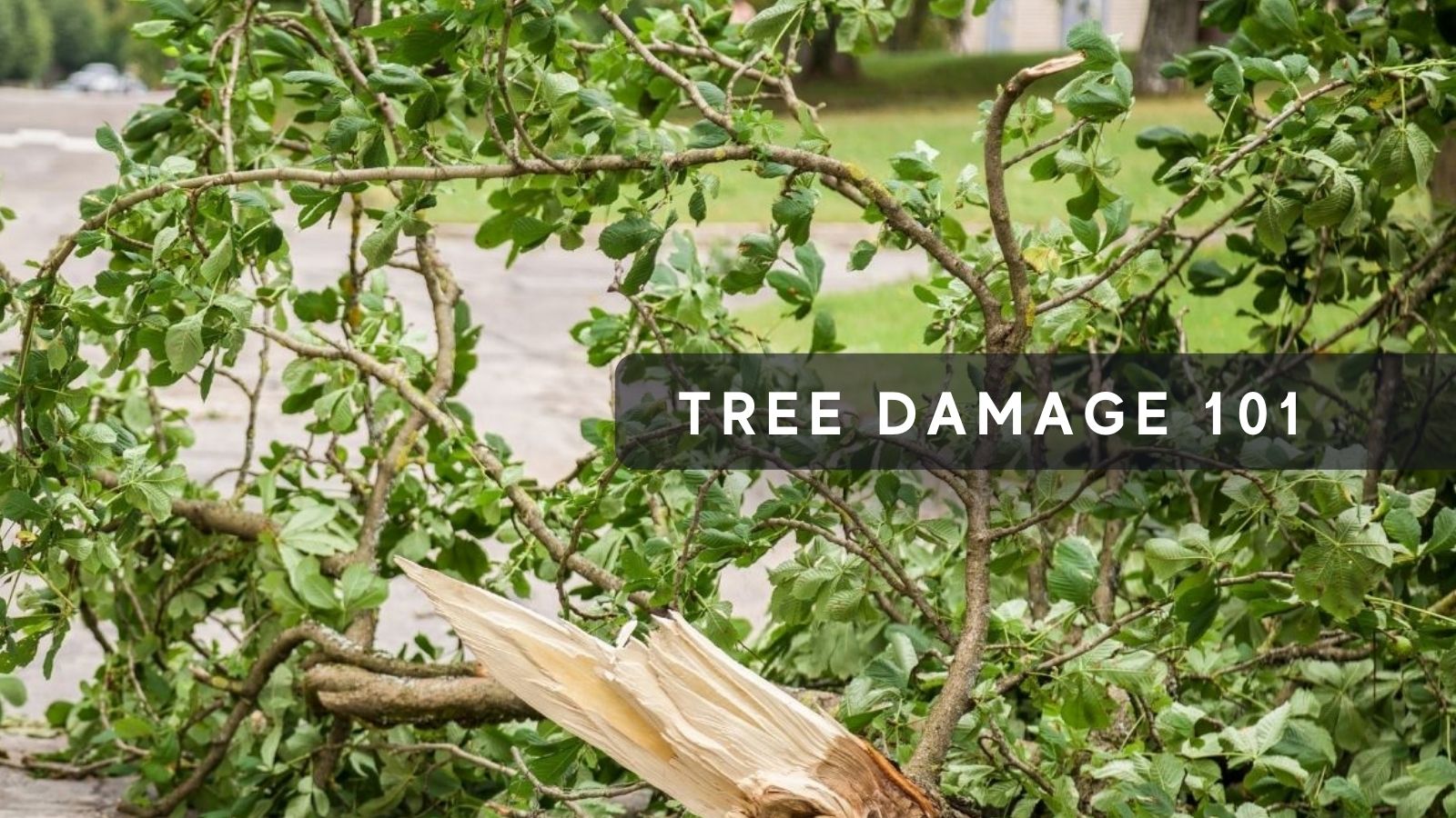 NH Tree Damage 101